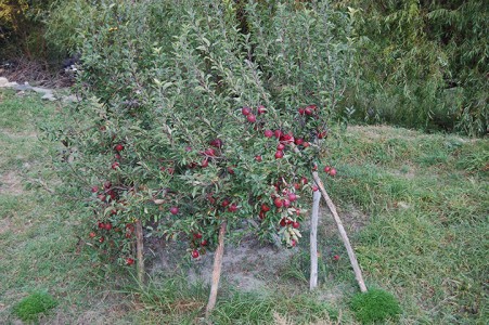 Apfelbäume bringen reiche Ernte im oberen Teil von Lower Mustang und in Upper Mustang. Die Äpfel sind sehr lecker und kosten zwischen 0,50 und 1,20 Euro pro kg, je nachdem wo sie verkauft werden. 