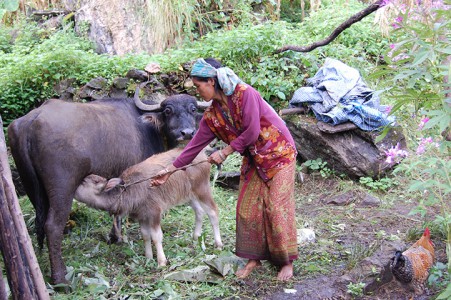 Punisara P. ist eine Witwe mit vier Kindern, ihr Wasserbüffel hat ein Kalb.