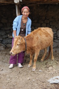 Tsiring D. mit einem ihrer Kälber. Alle größeren Tiere waren auf der Weide.