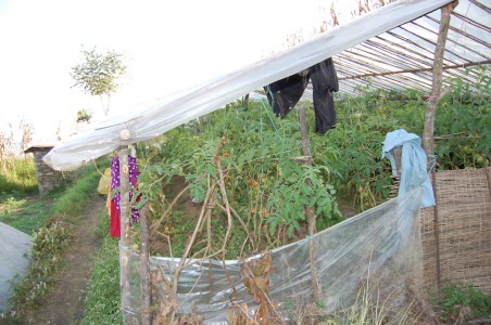 Yomend hat inzwischen zwei große Sommergewächshäuser für Tomaten. 2014 baute sie das erste. 