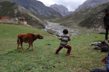 Das Kalb der Jomos 